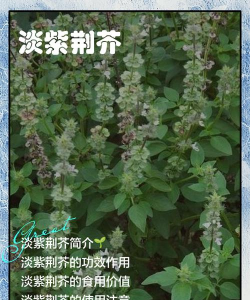 荆芥叶子黑叶怎么办