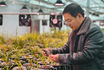 家庭养花用生根粉