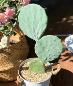 仙人掌 仙人镜怎么养