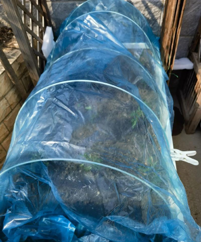 别墅园林绿化设计，打造私密空间，提升居住品质