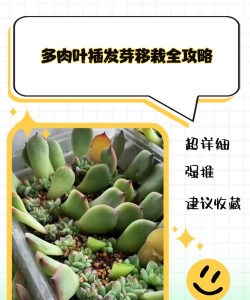 绿化景观设计，提升环境品质，创造宜人空间