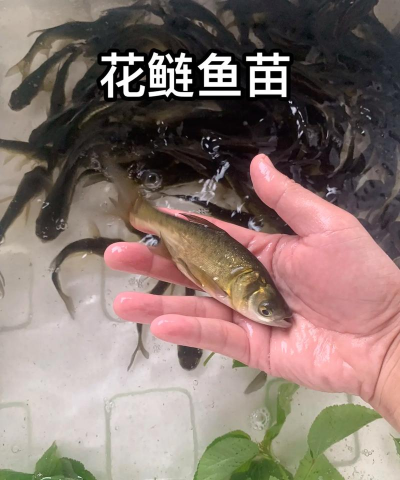 绿化景观设计，提升环境品质，创造宜人空间