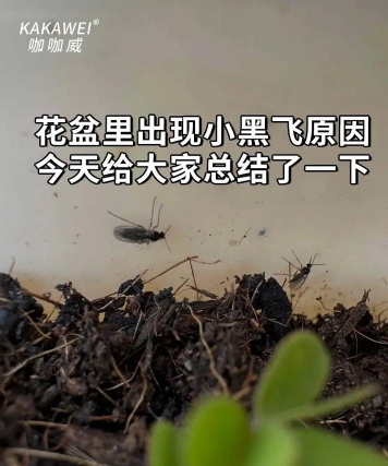 庭院景观绿化设计，打造舒适空间，提升生活品质