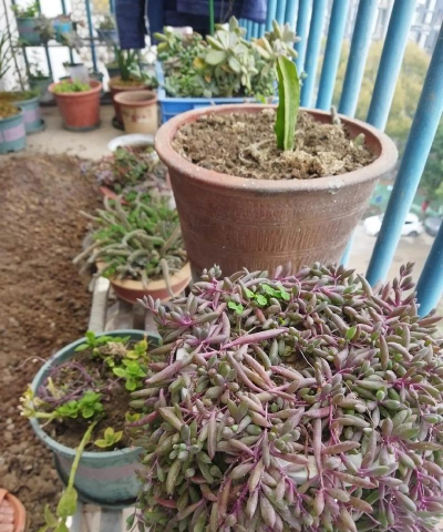 家庭养花用生根粉