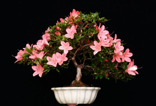 杜鹃花造型怎么做