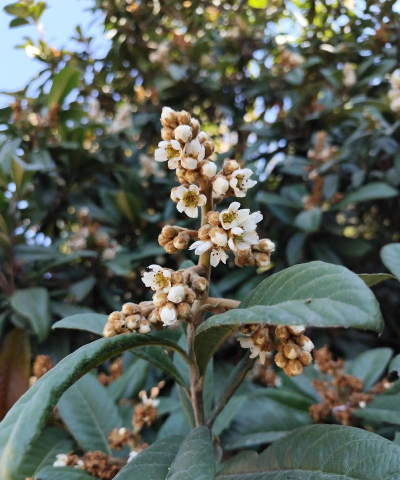 橘红枇杷可以养花