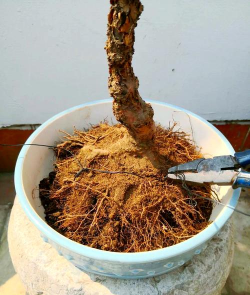 毛樱桃根系樱桃怎么样