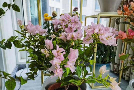 家庭养花用生根粉