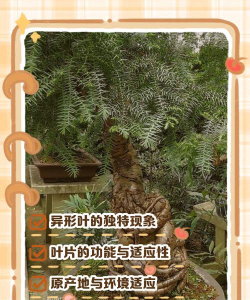 异叶南洋杉怎么繁殖