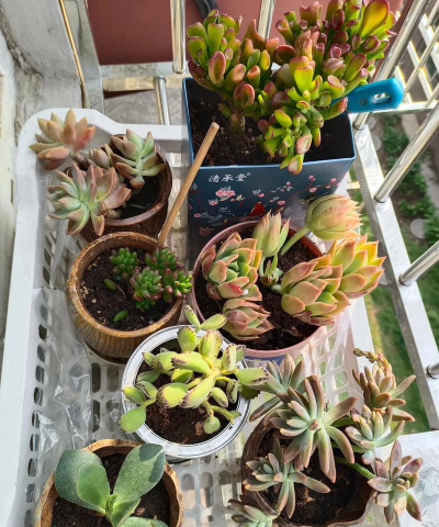 家庭养花用生根粉