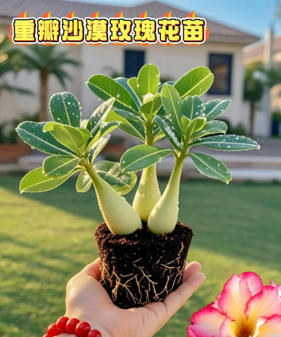 家庭养花用生根粉