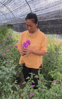 家庭养花用生根粉