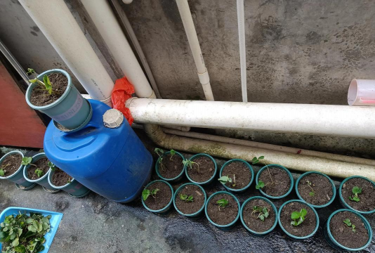 家庭养花用生根粉