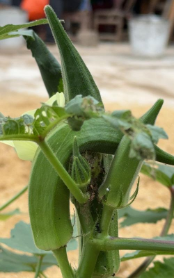 秋葵叶子太多怎么办