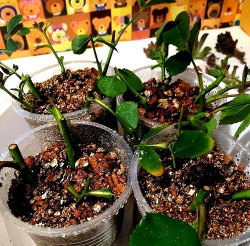 家庭养花用生根粉