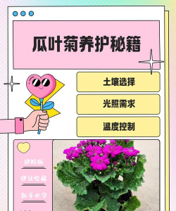 如何养护瓜叶菊