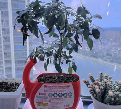 家庭养花用生根粉