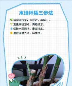 家庭养花用生根粉