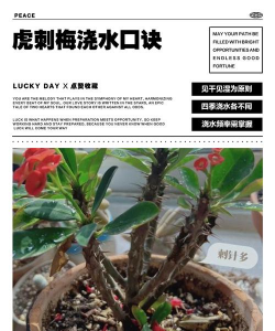 家庭养花用生根粉