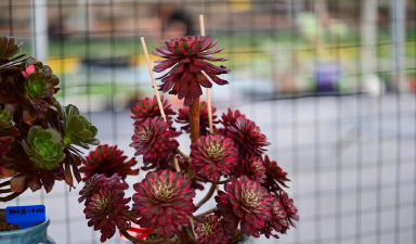 家庭养花用生根粉