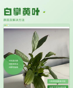 白鹅掌叶子发黄怎么回事