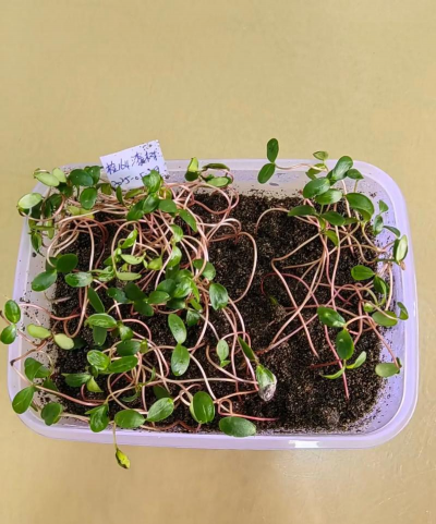 漆树的种子怎么种出来的