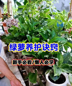 家庭养花用生根粉