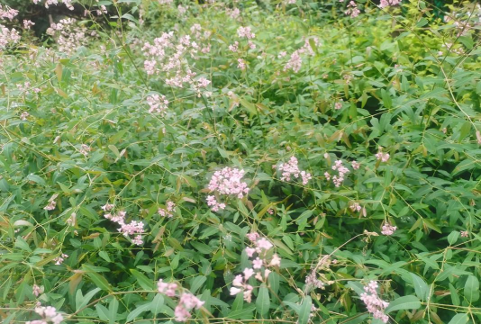 罗布麻怎么种植能开花