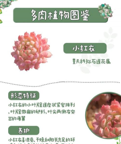 多肉小红衣夏天怎么养