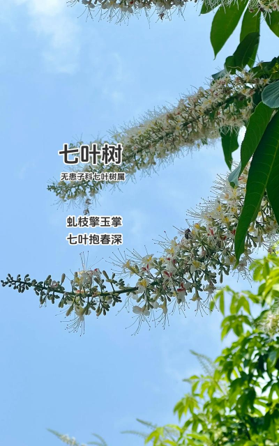 七叶树怎么修剪