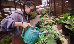 家庭养花用生根粉