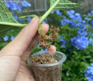 家庭养花用生根粉