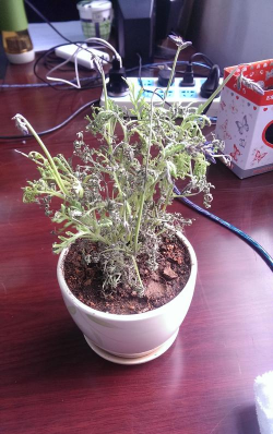 家庭养花用生根粉