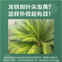 家庭养花用生根粉