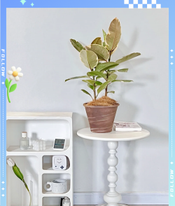 花叶榕橡皮树怎么养 花叶榕橡皮树怎么养