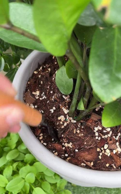 家庭养花用生根粉