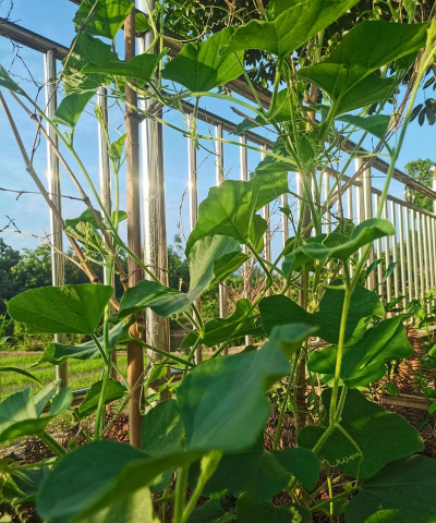 葫芦秧刚长葫芦怎么照顾