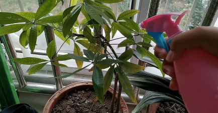 家庭养花用生根粉