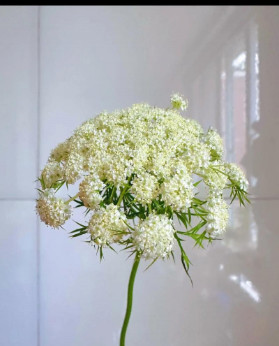 水培胡萝卜花怎么养