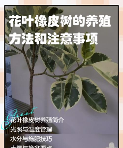 橡皮树花怎么养殖方法