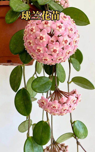 球兰花叶子怎么这么脏