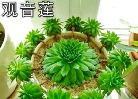 观音莲冬天发黄怎么办