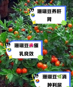 珊瑚豆寓意什么