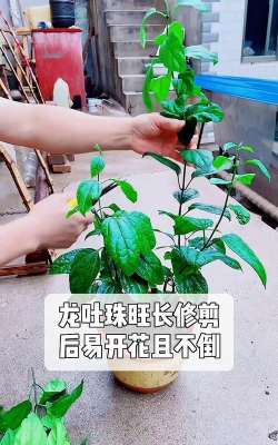 家庭养花用生根粉