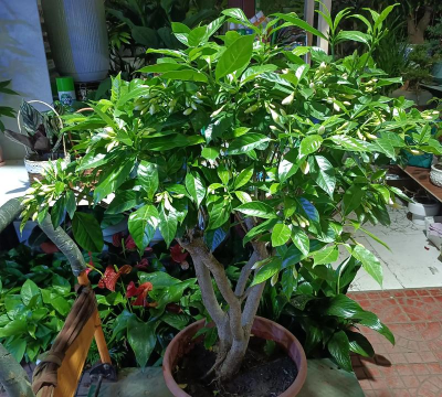 家庭养花用生根粉