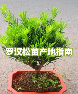 罗汉松产地_罗汉松的主要产地分布情况