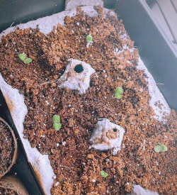 松果菊的种子怎么种盆栽