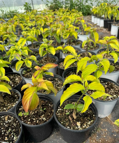 家庭养花用生根粉