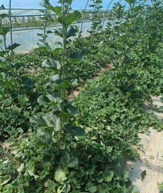 甜瓜国旗养花教程