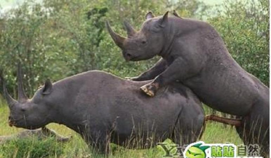 美国繁殖是什么